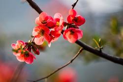 Noretisterone acetato: un farmaco efficace contro l'endometriosi